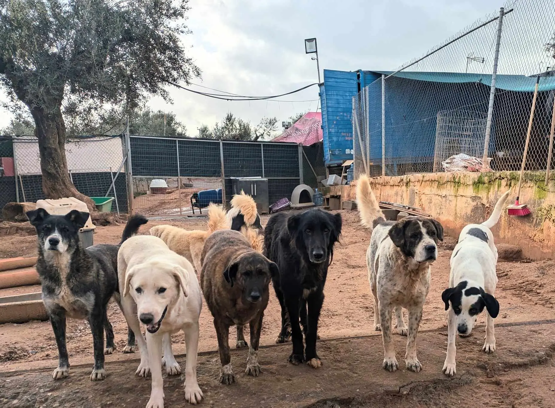 Cães resgatados pela Espírito Canino no abrigo