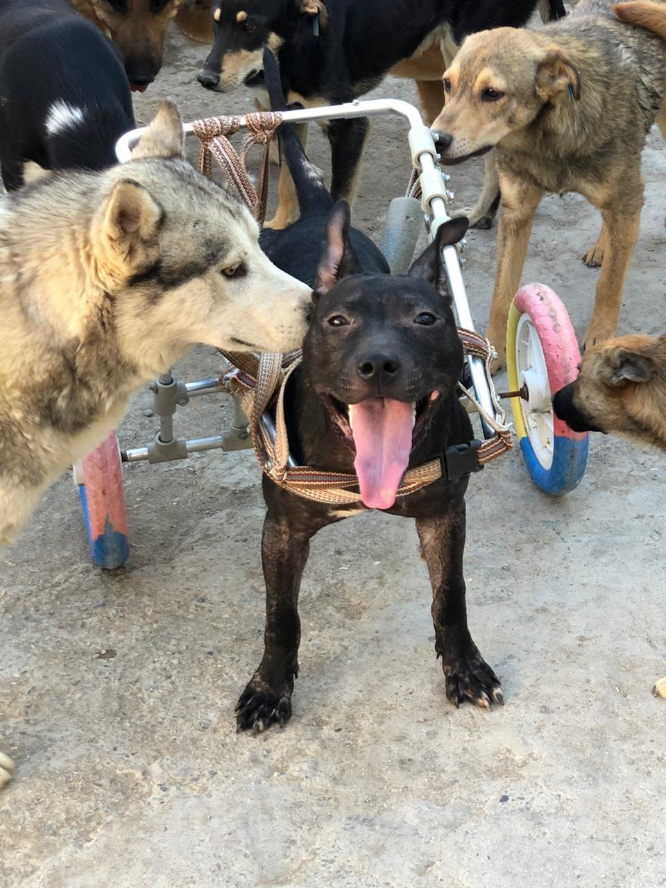 Cão resgatado usando cadeira de rodas adaptada